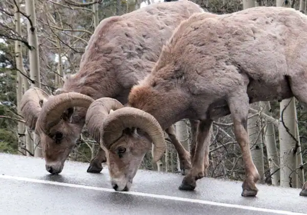 Rain Or Shine The Durability Of Salt Licks By Salt