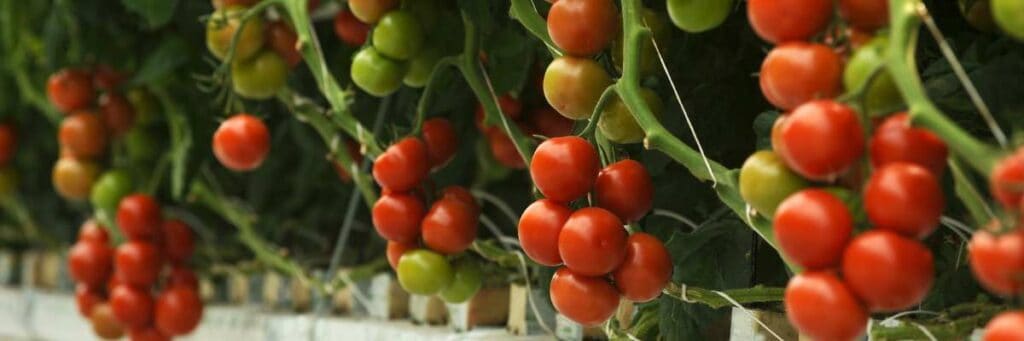 Epsom Salt For Tomatoes. This article talks about how you can use Epsom salt as a natural fertilizer to maximize plant yields.