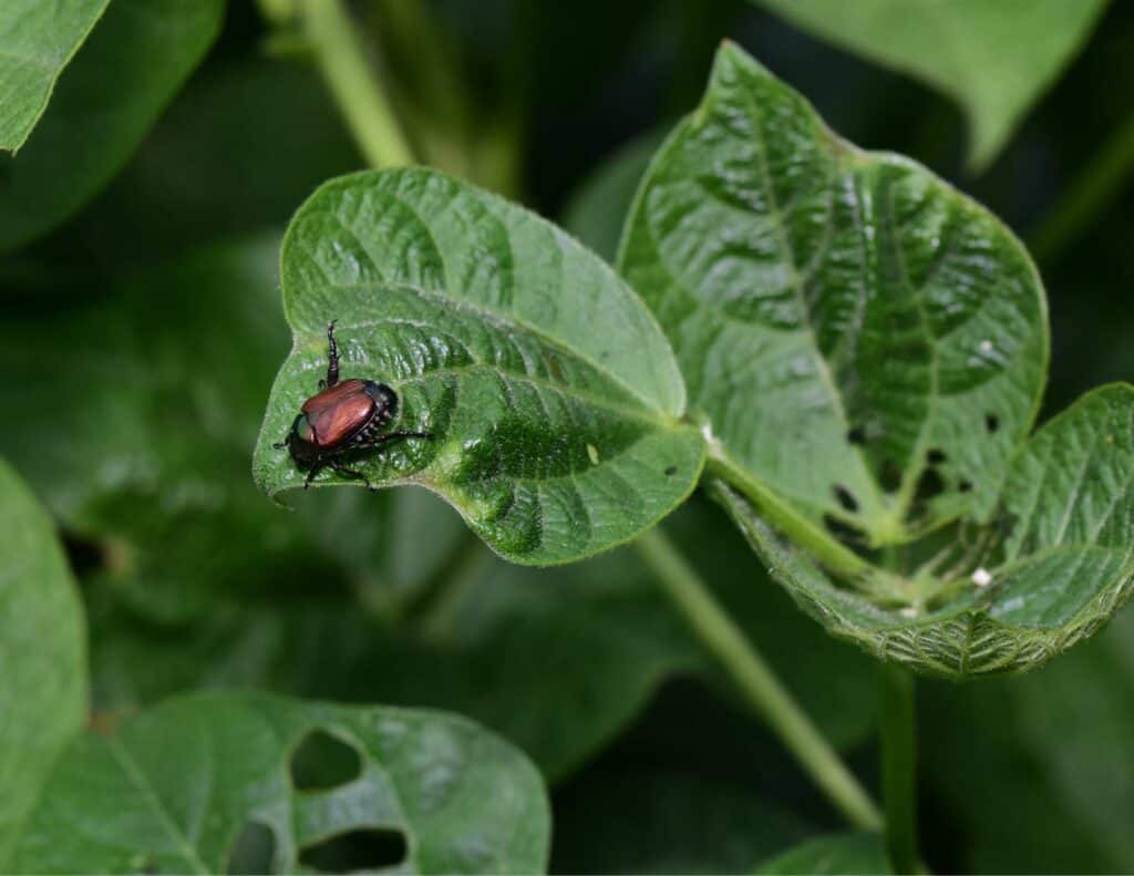 The Benefits Of Using Epsom Salt In Your Garden By Salt