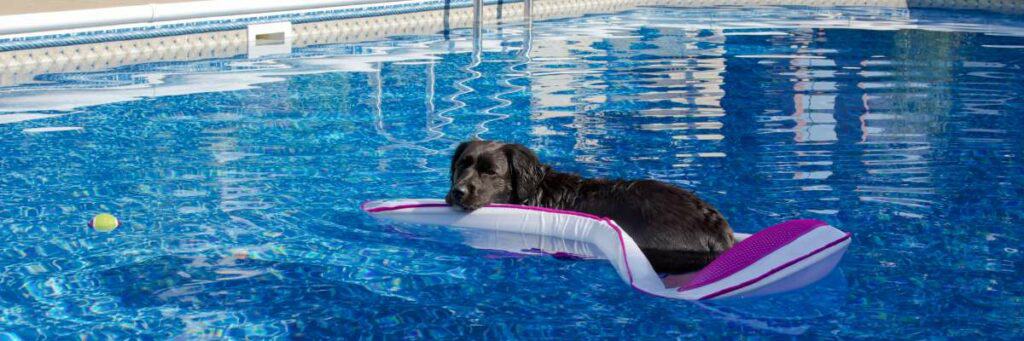 Can Dogs Swim In A Saltwater Pool: What You Need To Know. Everyone wants to let their dog get in on the summertime fun with the rest of the family and this article goes into details about letting your dog swim in a saltwater pool.