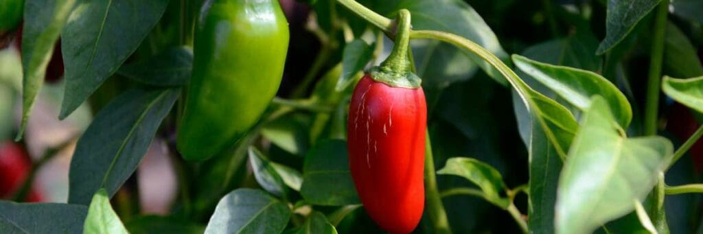 Epsom Salt for Pepper Plants: How To Use It For Premium Peppers. Check out this article to learn about how to use Epsom salt to enhance your garden pepper growth.