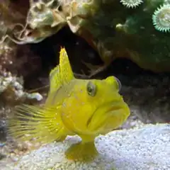 Gus the watchman goby aquarium salt
