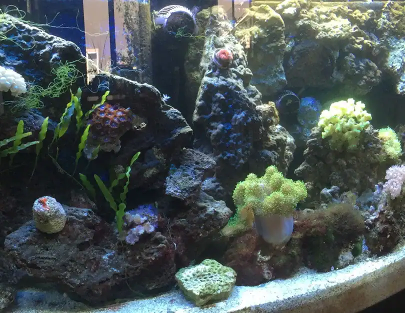 aquarium salt in live reef saltwater aquarium