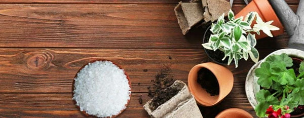 garden pots small plants epsom salt