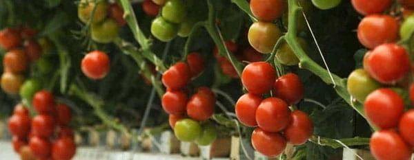 Epsom salt for plants tomatoes