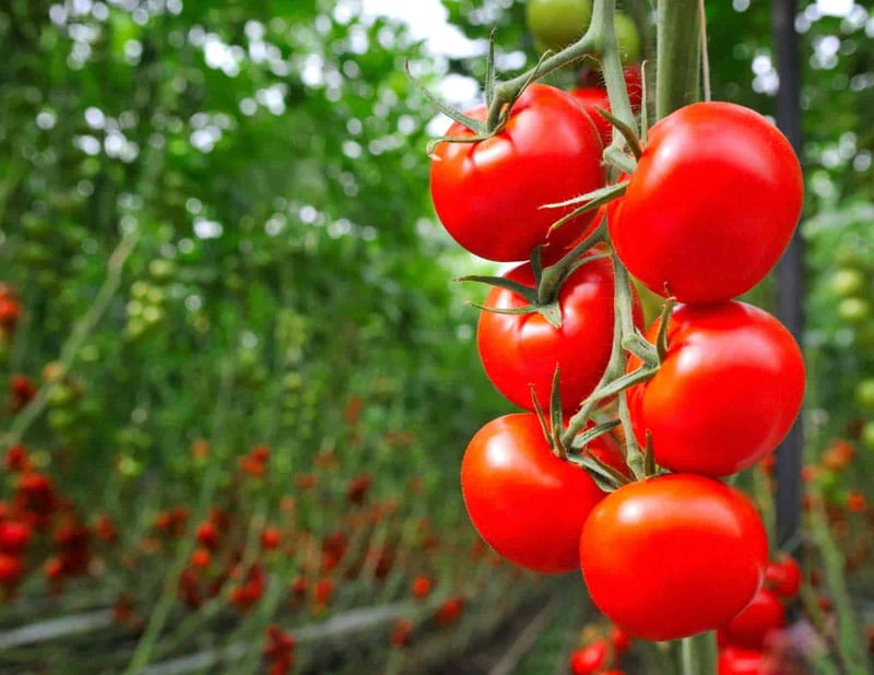 Epsom salt for tomatoes