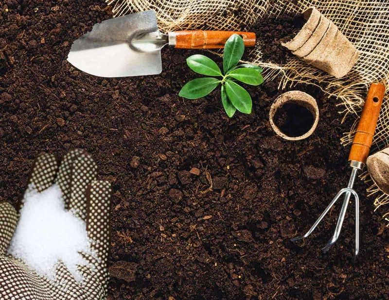 epsom salt in your garden