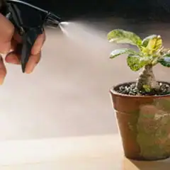 Epsom salt foliar spray