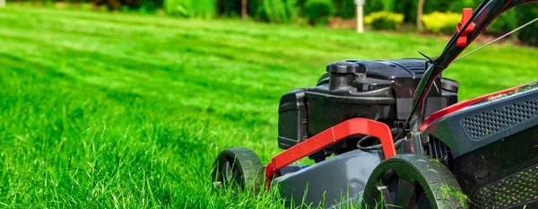 epsom salt healthy lawn nutrient