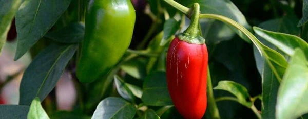 jalapeno peppers grown with epsom salt