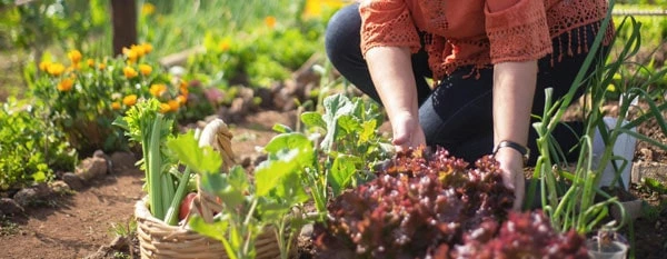 epsom salt supplement garden