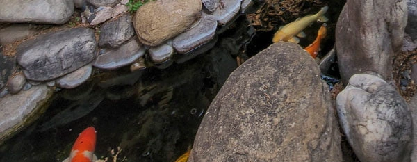salt koi pond boulder closeup three koi fish