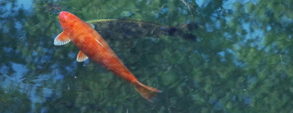 salt water koi pond one koi fish