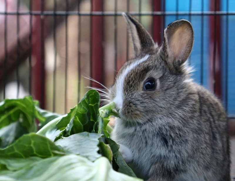 leafy greens sodium instead of rabbit salt licks