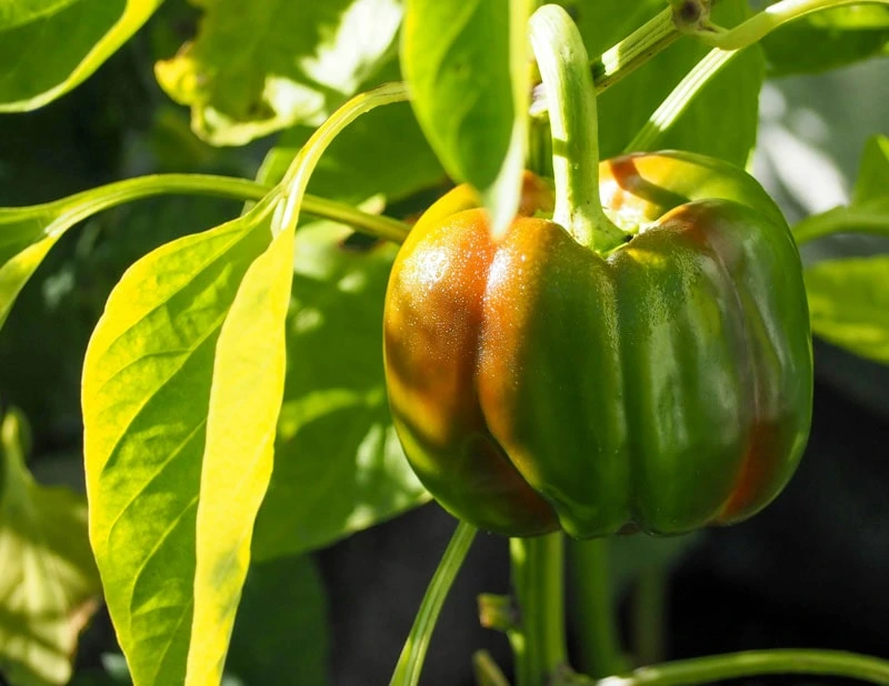 epsom salt for pepper plants red green bell pepper