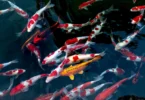 salt water koi pond