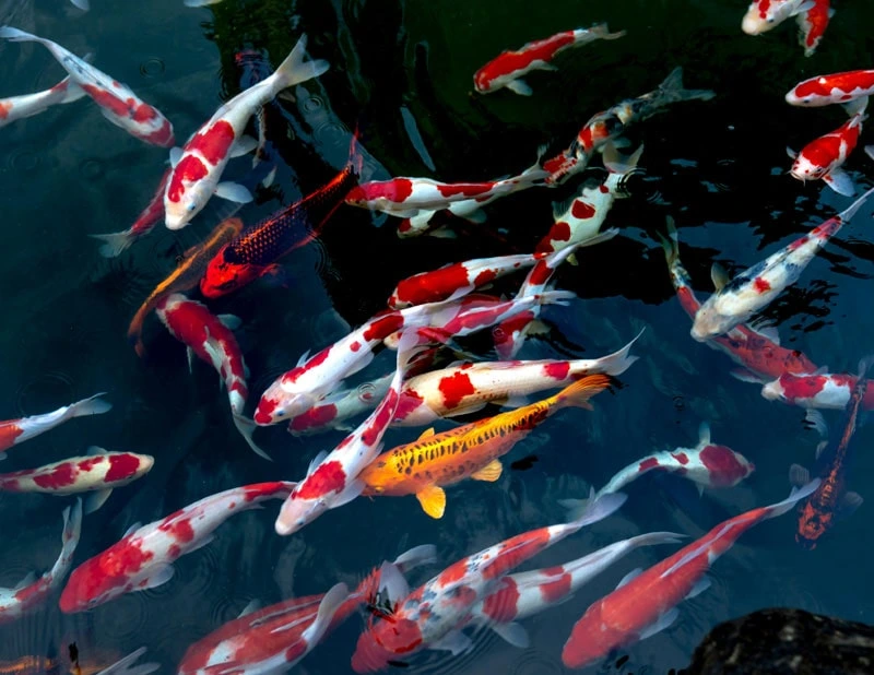 salt water koi pond