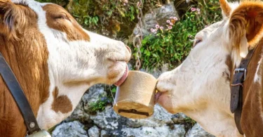 cows licking a mineral salt lick