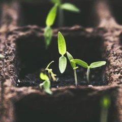 epsom salt for plant seedlings