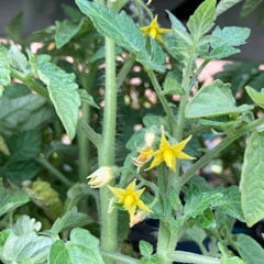 tomato plant setting blossoms