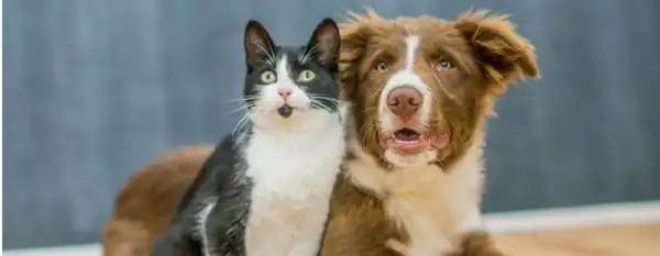 are salt lamps toxic for pets