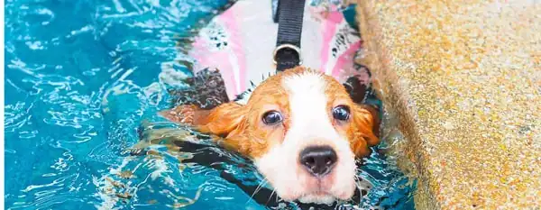 dogs swim in a saltwater pool life jacket
