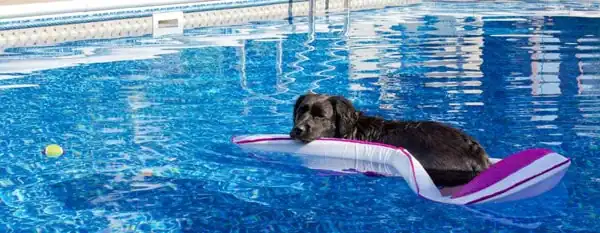dogs swim in a saltwater pool float
