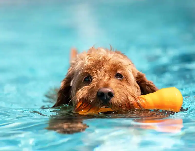 dogs swim in a saltwater pool