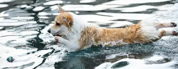 dog swim in saltwater pool ball play