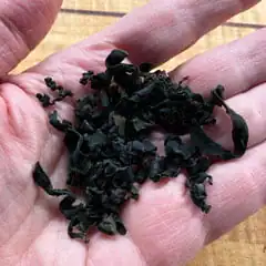 dried wakame seaweed in hand